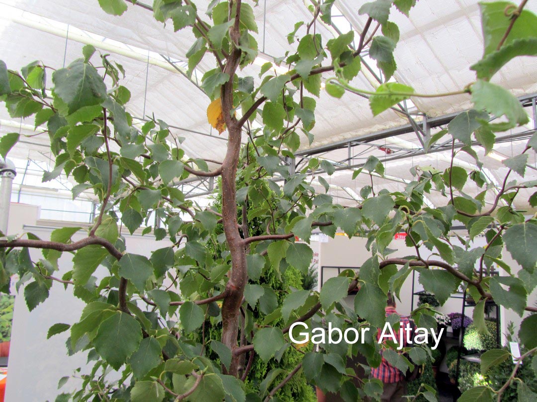 Betula pendula 'Spider Alley'