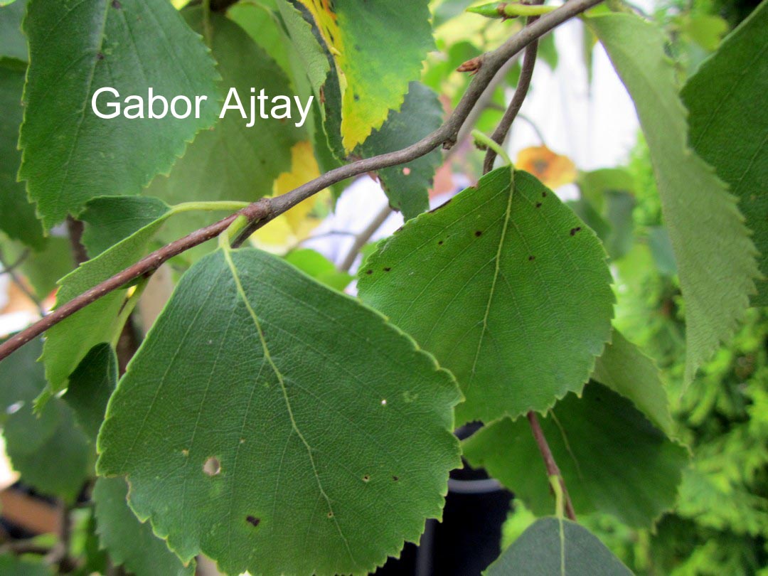 Betula pendula 'Spider Alley'