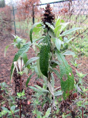 Buddleja davidii 'Orchid Beauty'