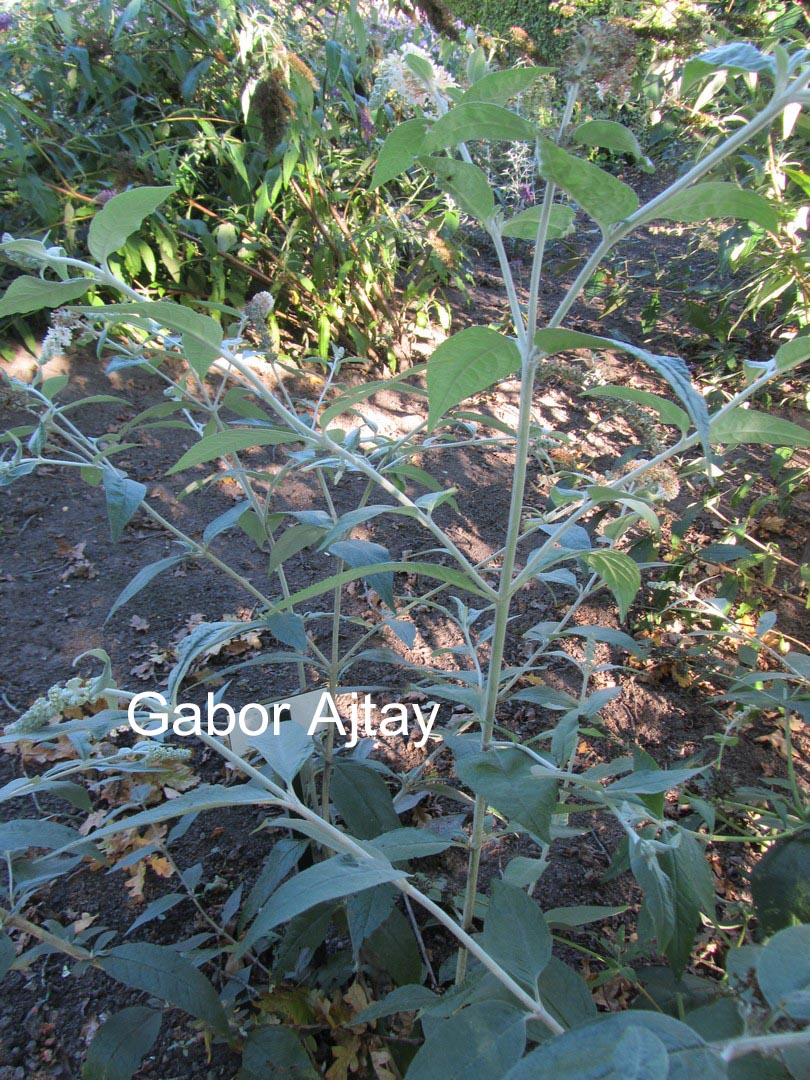 Buddleja fallowiana 'Alba'