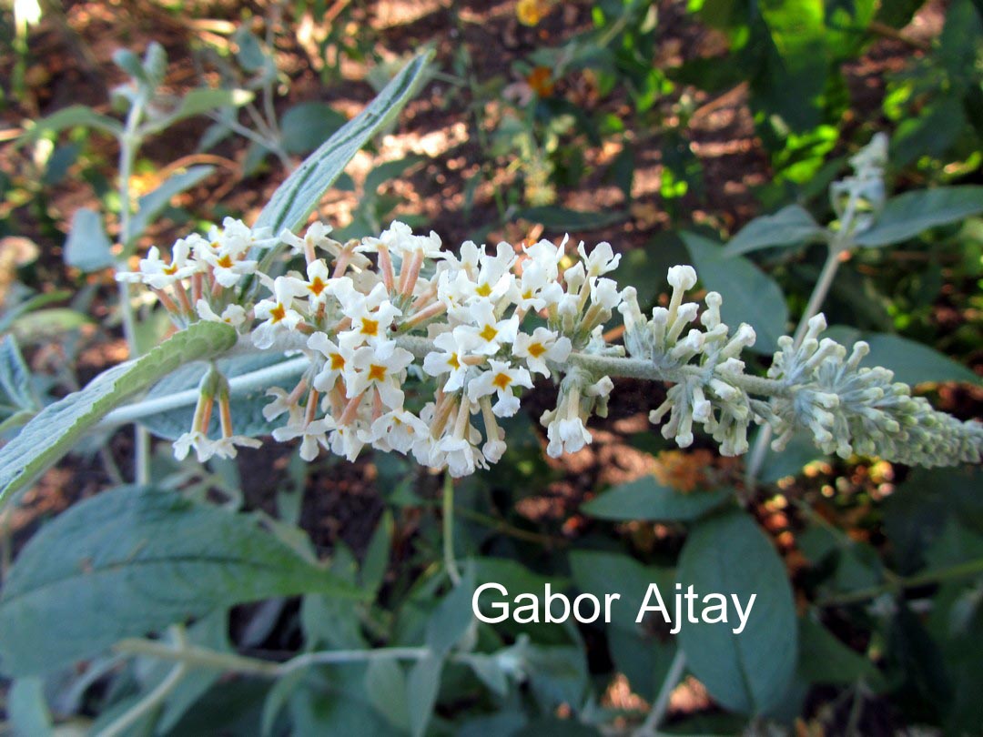 Buddleja fallowiana 'Alba'
