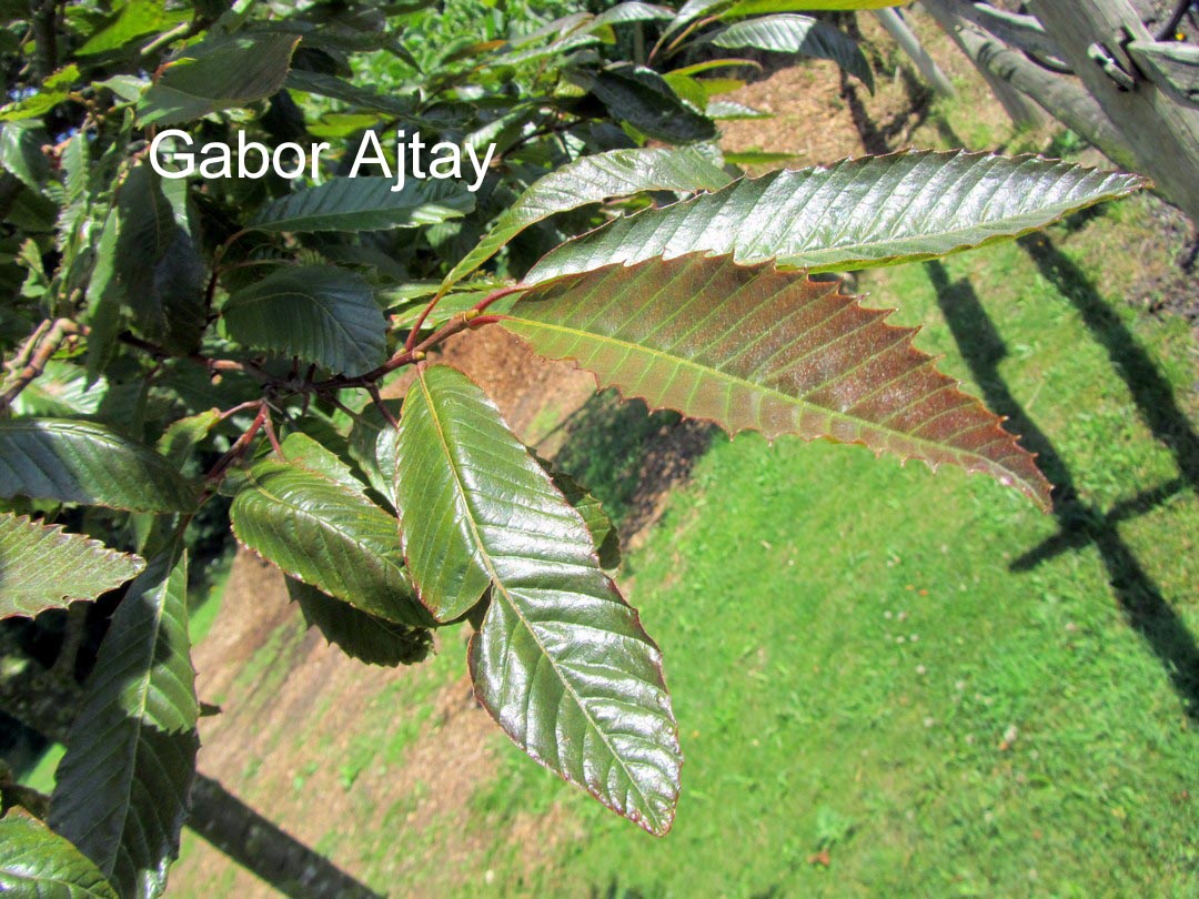 Castanea sativa 'Anny's Summer Red'