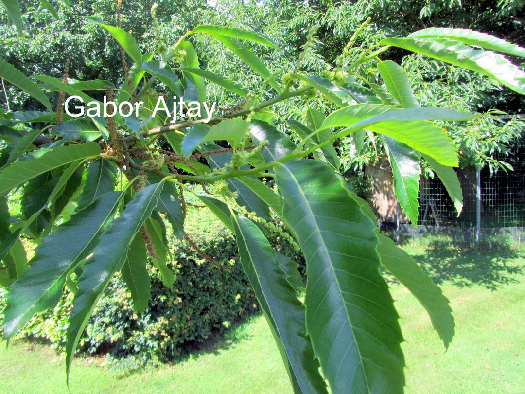 Castanea sativa 'Marron de Lyon'