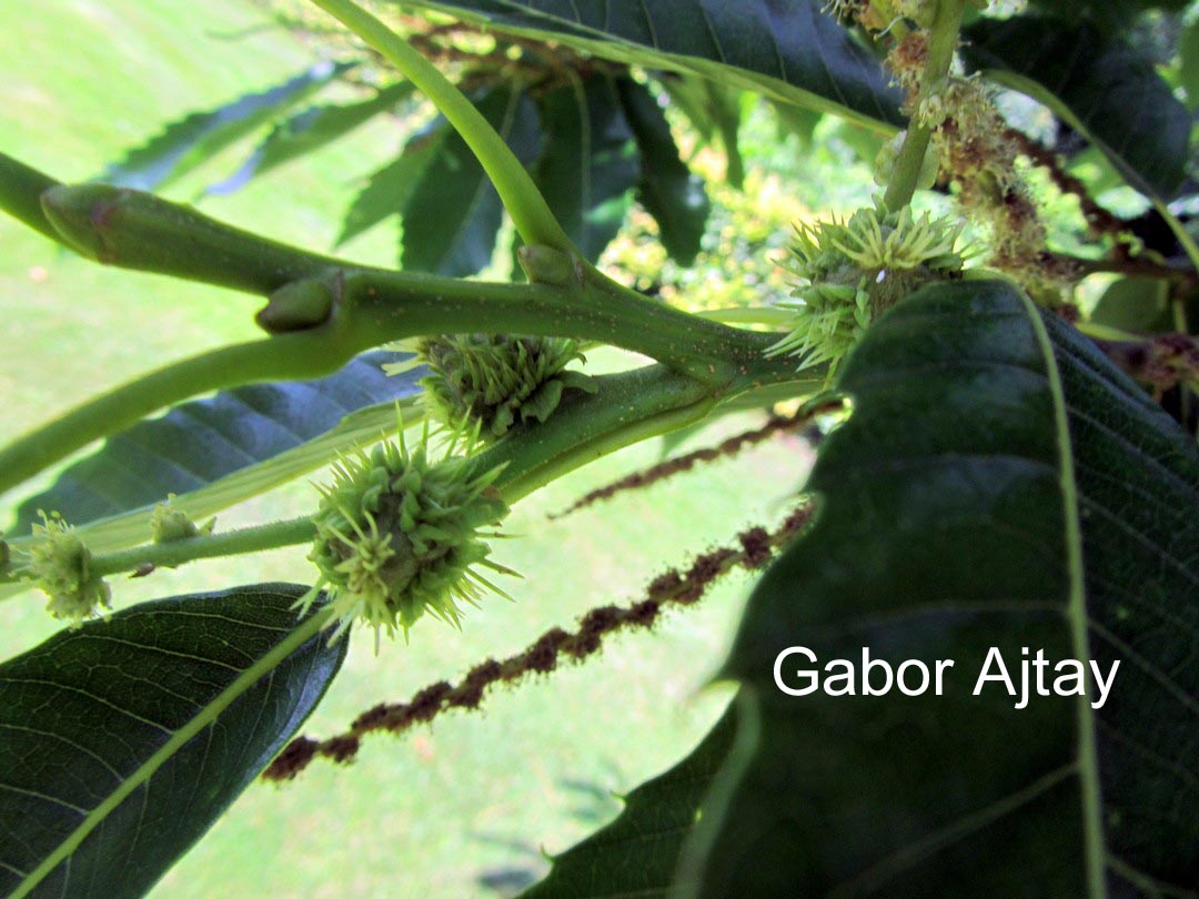 Castanea sativa 'Marron de Lyon'