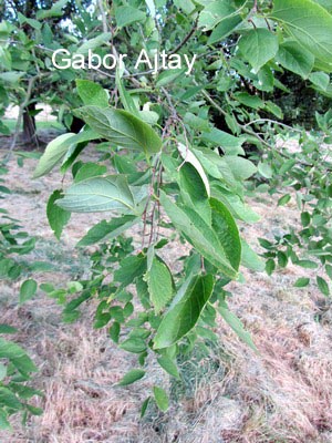 Celtis jessoensis