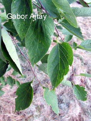 Celtis jessoensis