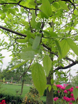 Celtis julianae