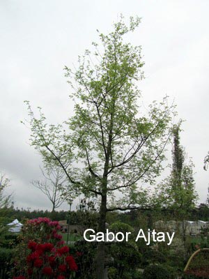 Celtis julianae