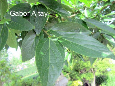 Celtis julianae