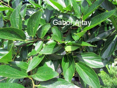 Celtis julianae