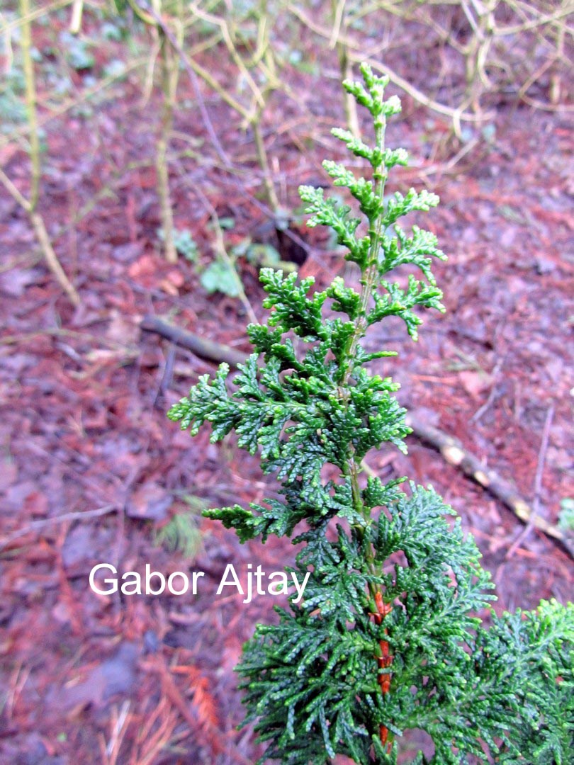 Chamaecyparis pisifera 'Teddy Bear'