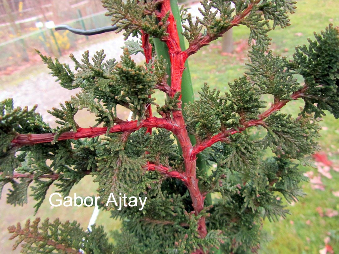 Chamaecyparis pisifera 'Teddy Bear'