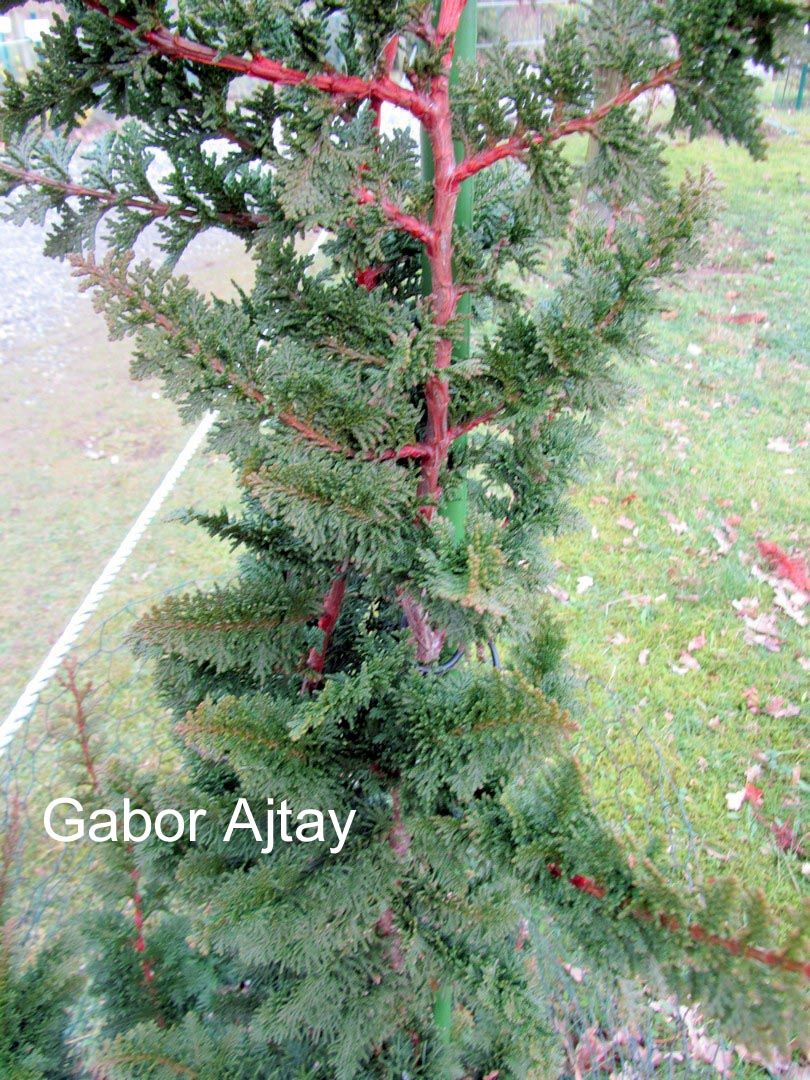 Chamaecyparis pisifera 'Teddy Bear'