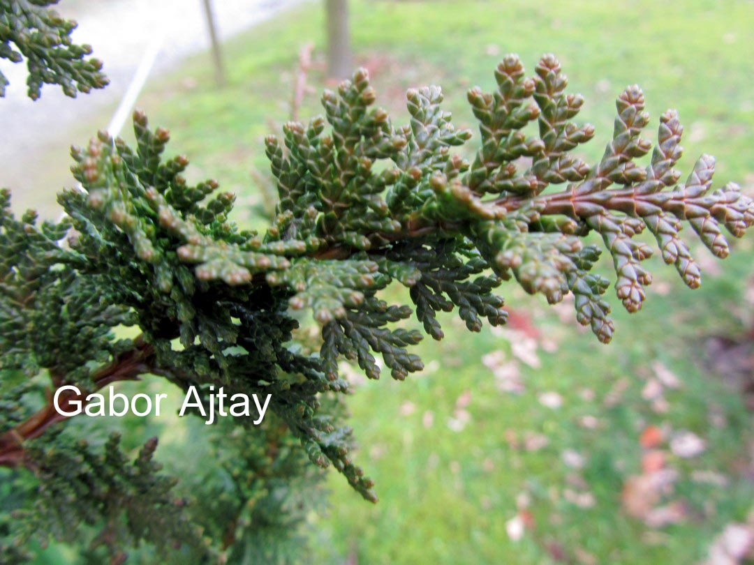 Chamaecyparis pisifera 'Teddy Bear'