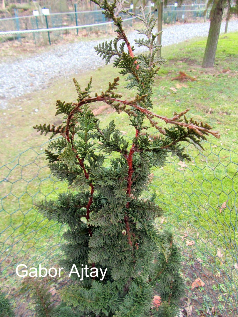 Chamaecyparis pisifera 'Teddy Bear'