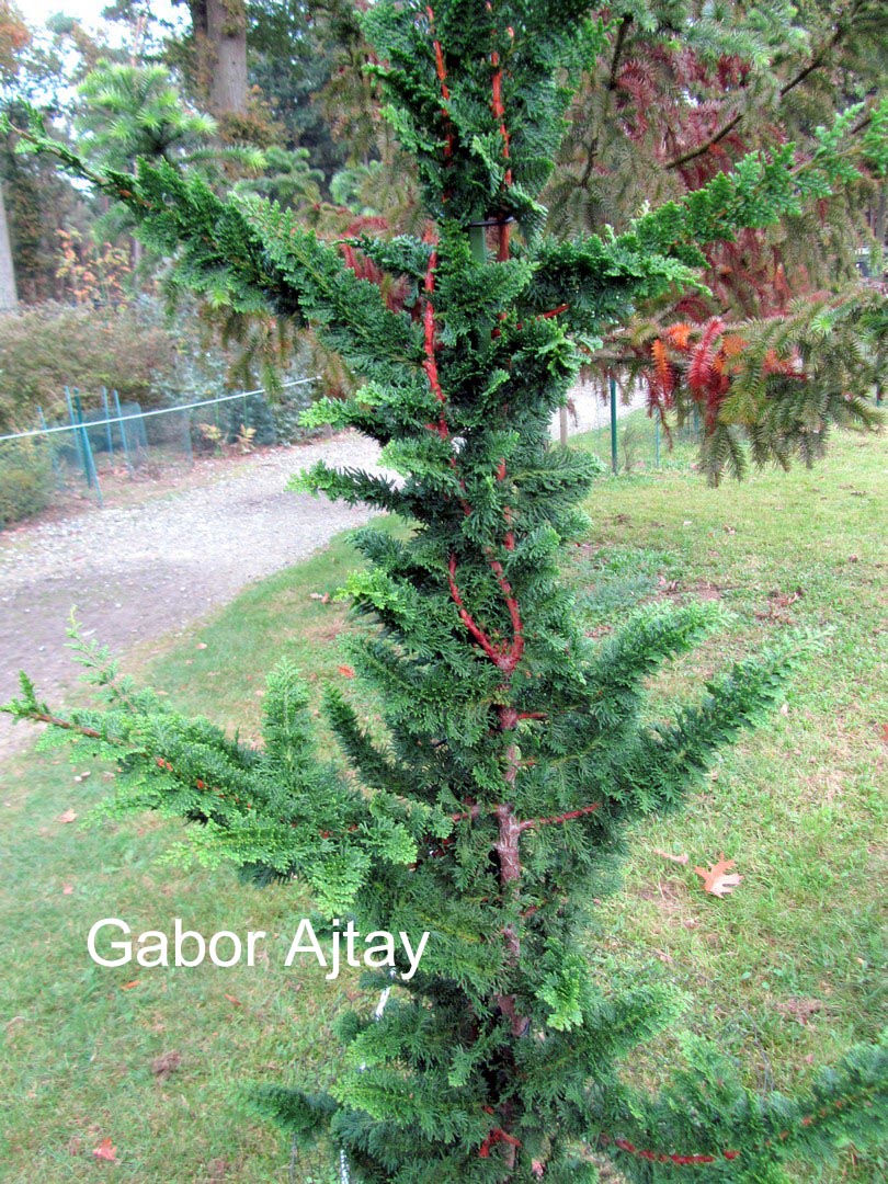 Chamaecyparis pisifera 'Teddy Bear'