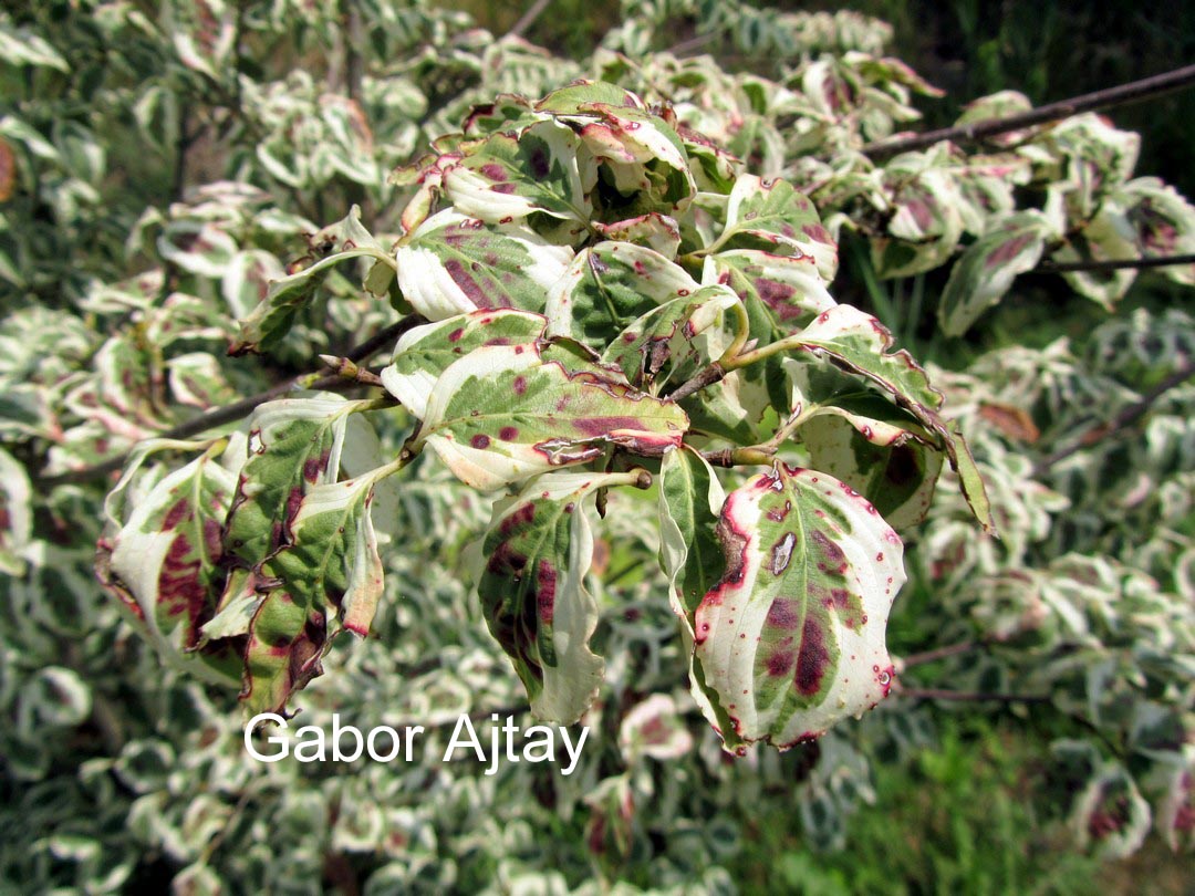Cornus kousa 'Melanie'