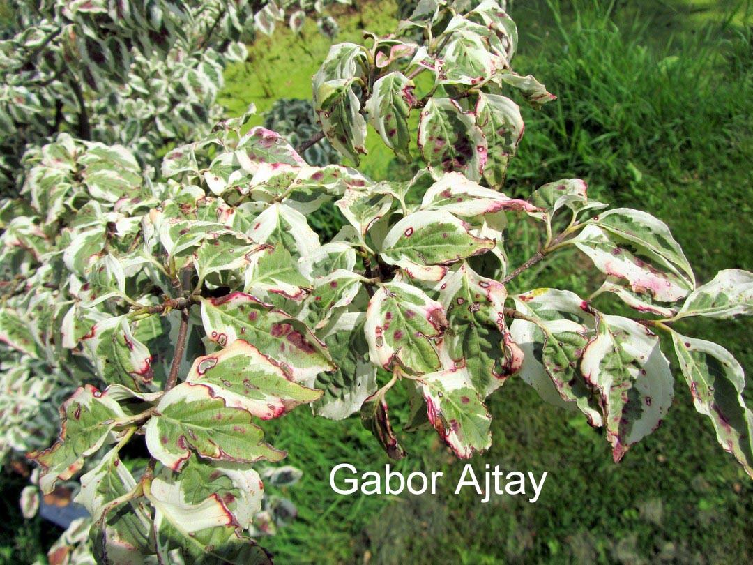 Cornus kousa 'Melanie'
