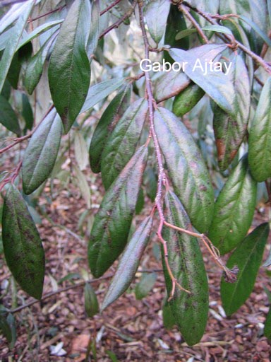 Cotoneaster glabratus