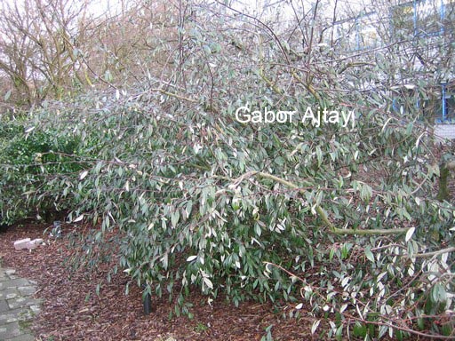 Cotoneaster glabratus