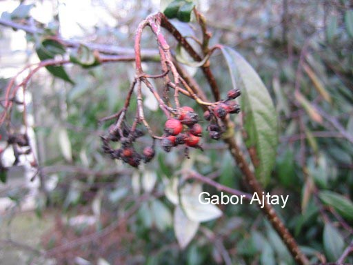 Cotoneaster glabratus