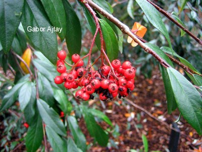 Cotoneaster glabratus