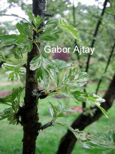 Crataegus monogyna 'Variegata'