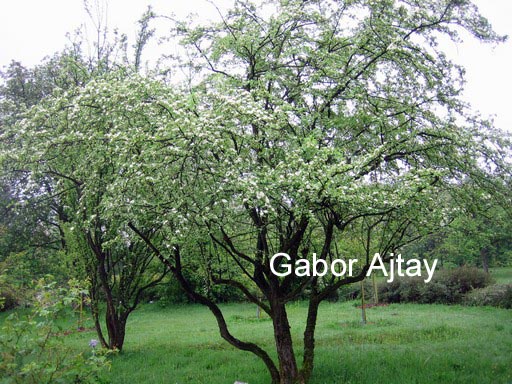 Crataegus monogyna 'Variegata'