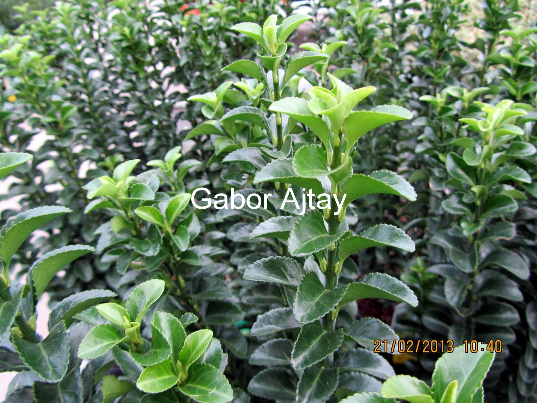 Euonymus japonicus 'Green Rocket'