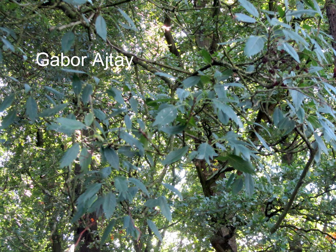 Fraxinus angustifolia 'Monophylla'