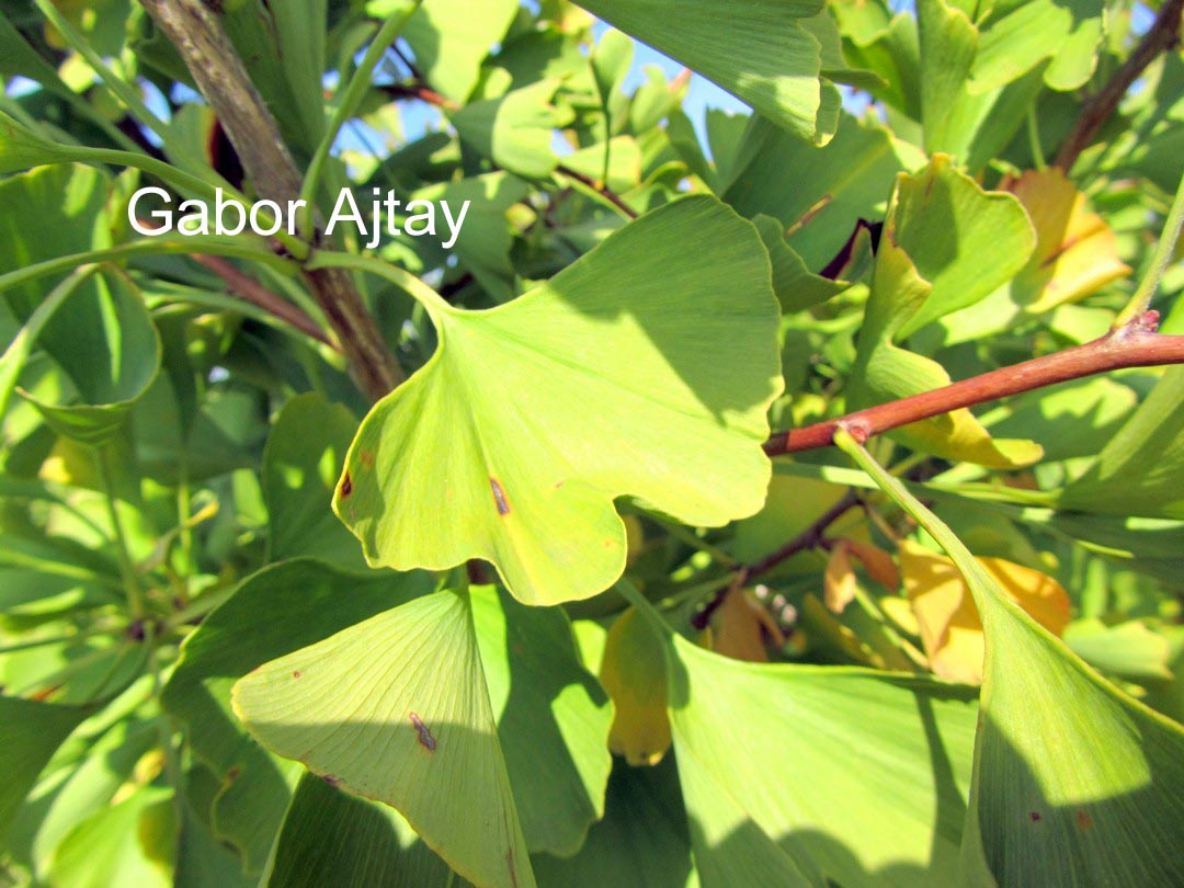 Ginkgo biloba 'Golden Globe'