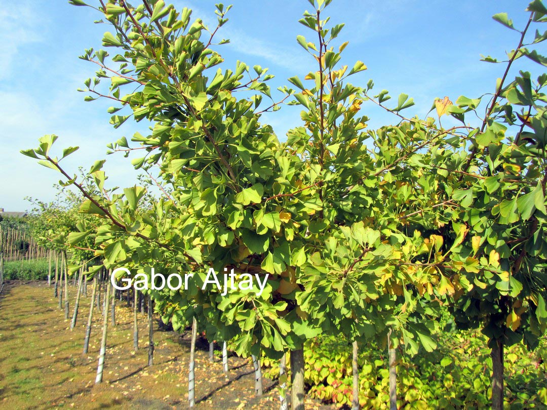 Ginkgo biloba 'Golden Globe'