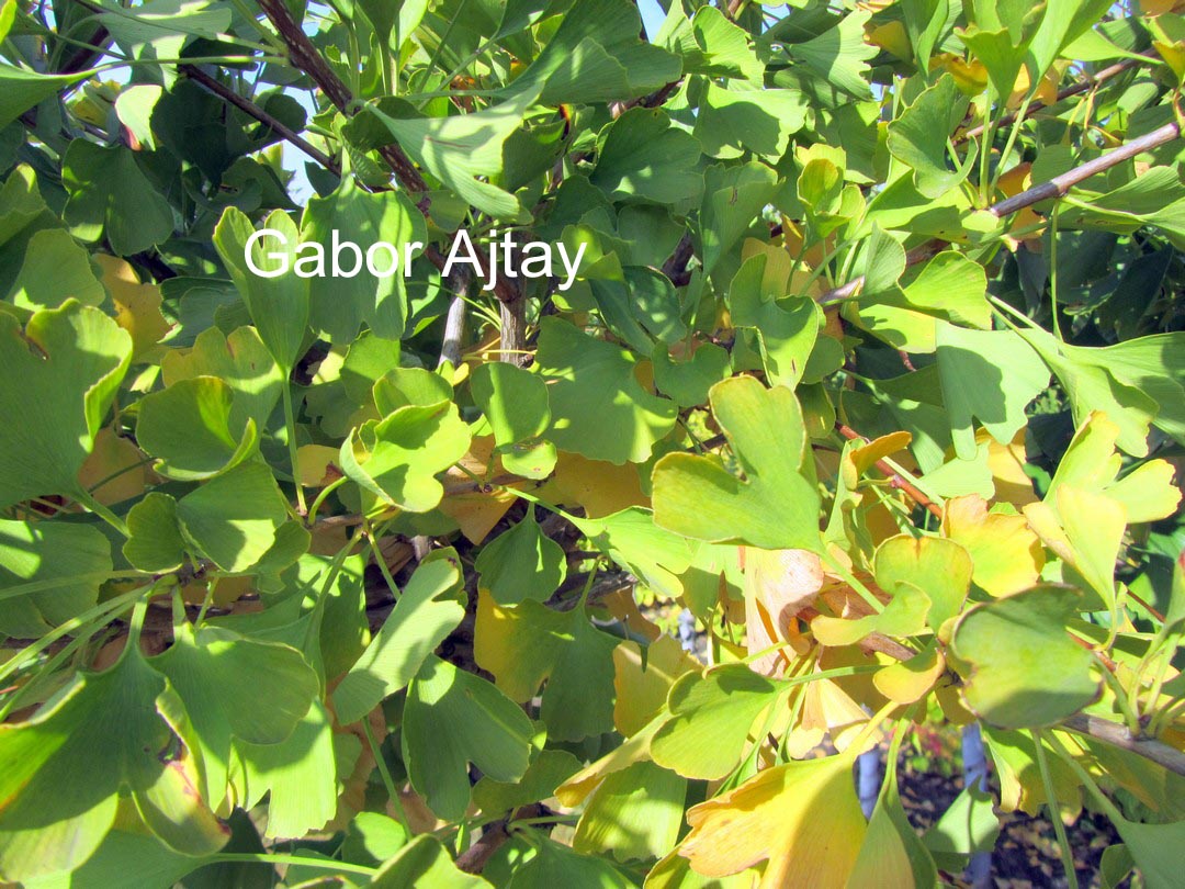 Ginkgo biloba 'Golden Globe'