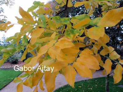 Gleditsia ferox