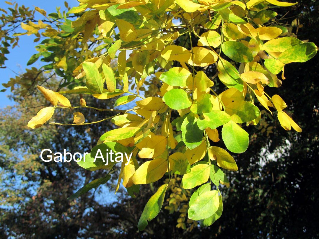 Gleditsia ferox