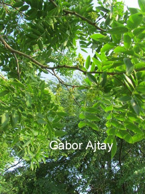 Gleditsia sinensis