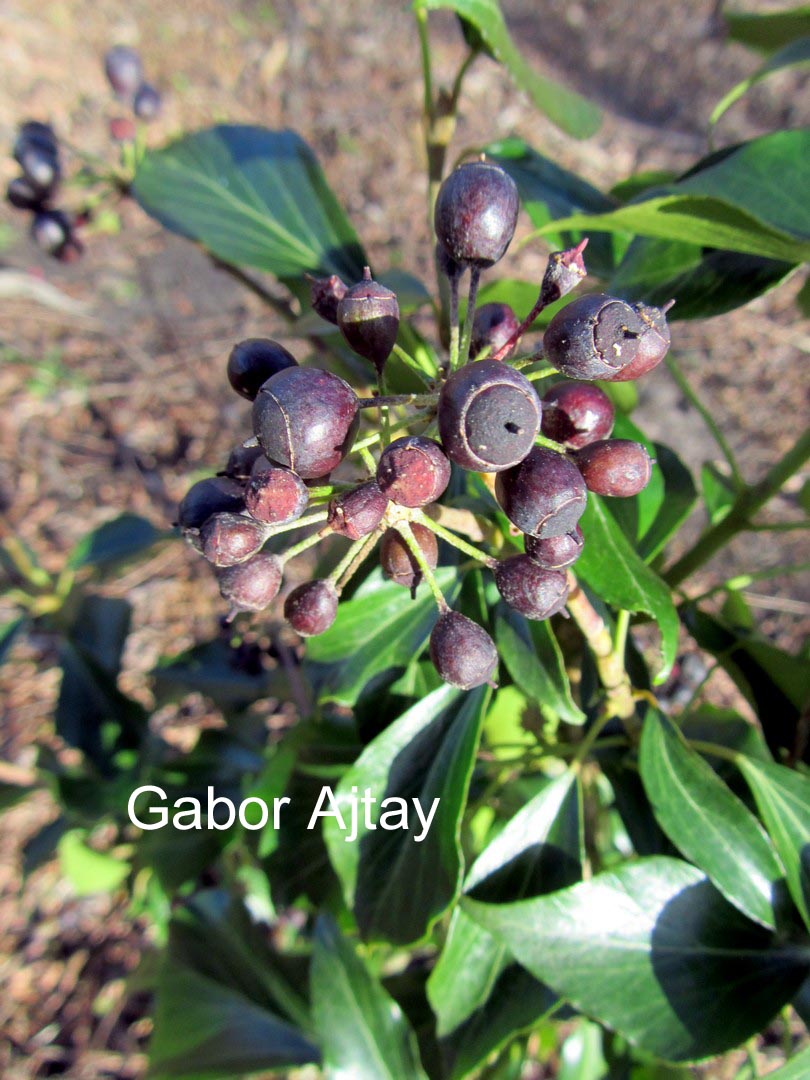 Hedera helix 'Arbori Purple'