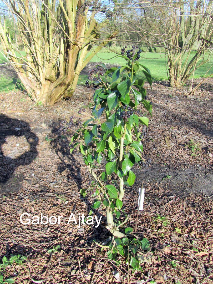 Hedera helix 'Arbori Purple'