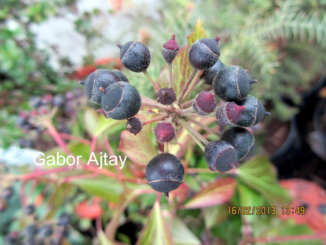 Hedera helix 'Arbori Purple'
