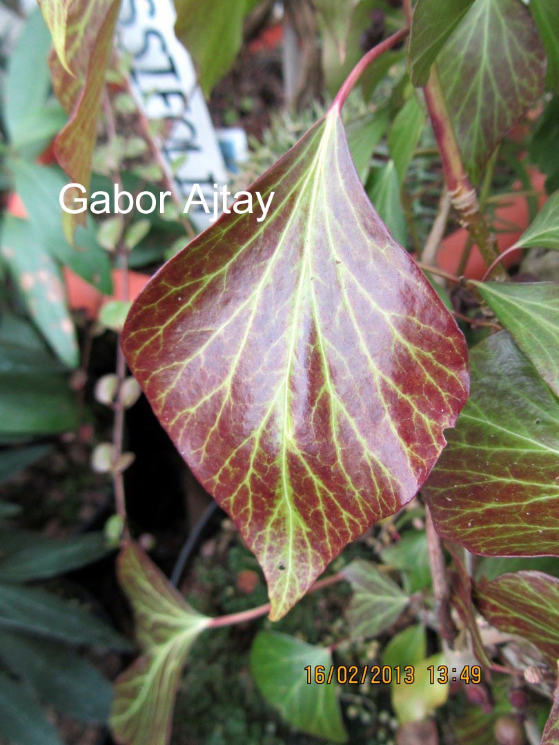 Hedera helix 'Arbori Purple'