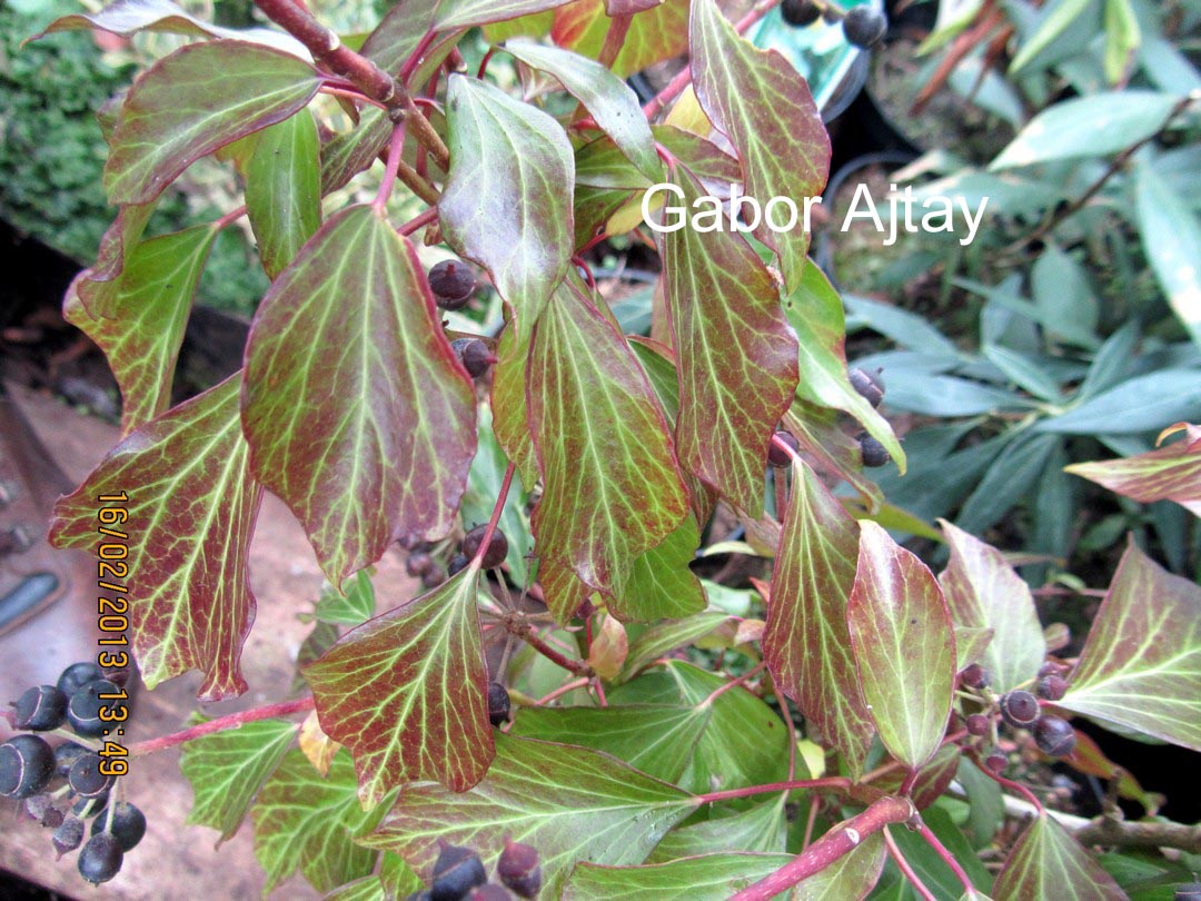 Hedera helix 'Arbori Purple'