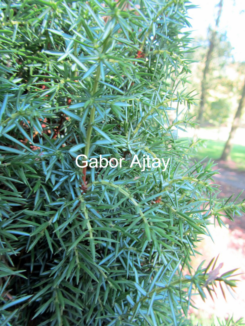 Juniperus communis 'Meyer'