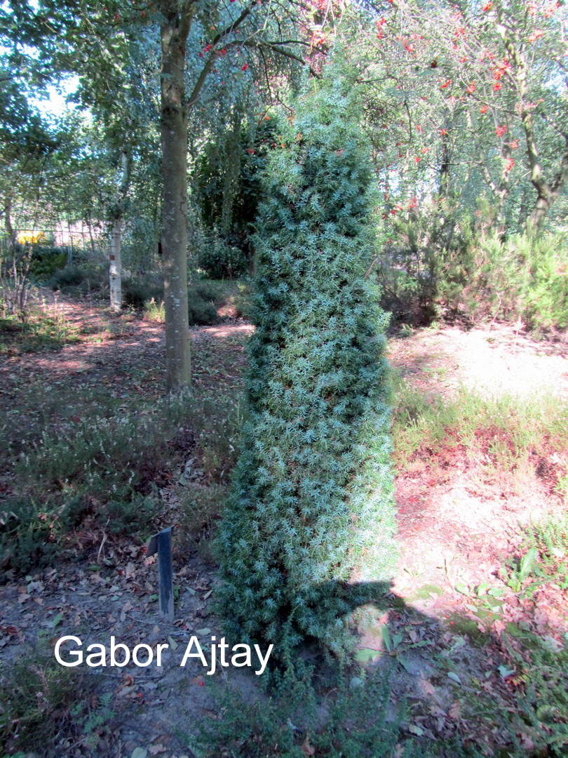 Juniperus communis 'Meyer'