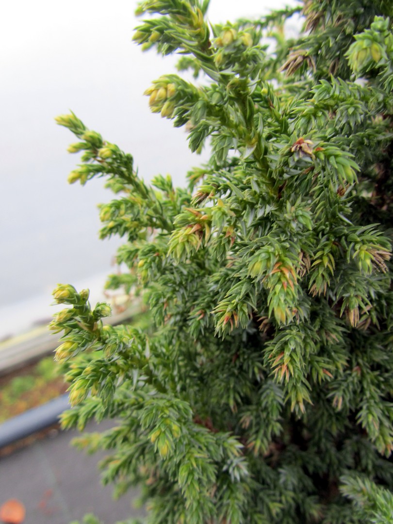 Juniperus pingii 'Hulsdonk Yellow'