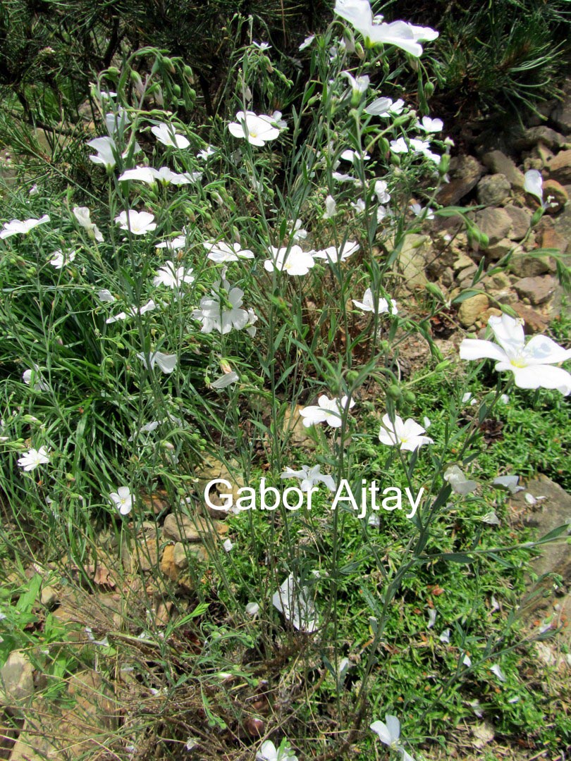 Linum perenne 'Album'