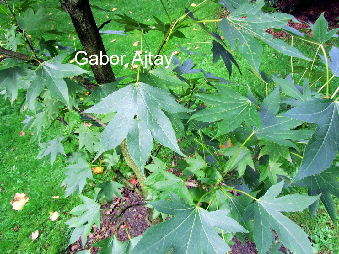 Liquidambar styraciflua 'Paarl'