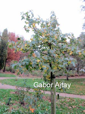 Liquidambar styraciflua 'Silver King'