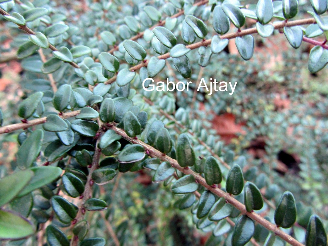 Lonicera nitida 'Ernest Wilson'