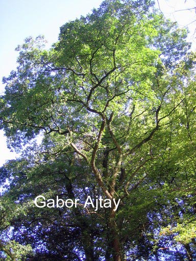 Robinia pseudoacacia 'Sandraudiga'
