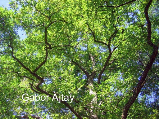 Robinia pseudoacacia 'Sandraudiga'